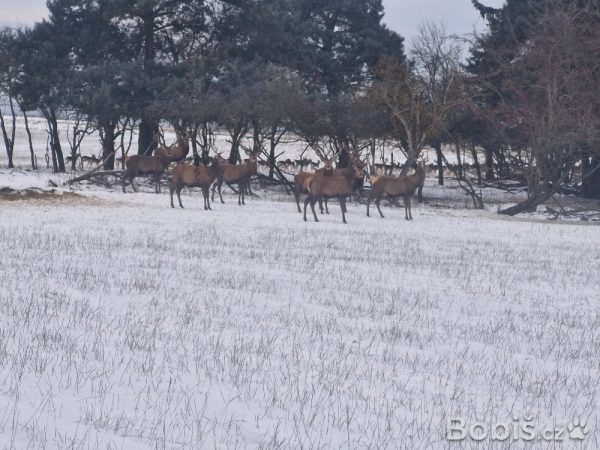 detailní fotografie